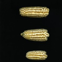 CIMMYTMA 26899 TLAX 350 TC24U-2903-71 E1.jpg