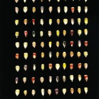 CIMMYTMA 7748 PUEB 739 BA24U-2903-132 K.jpg