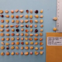 CIMMYTMA 18604 - Reference Inventory.jpg