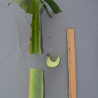 6.3.3 - Petiole canal leaf III