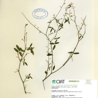 3573 herbarium