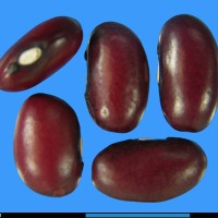 G2041 seed.jpg