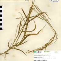 16203 herbarium
