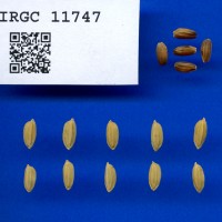 IRGC 11747 Seed Photo