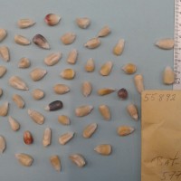 CIMMYTMA 5589 - Reference Inventory.jpg