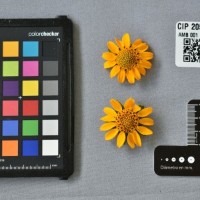 CIP 205056 (flower).jpg