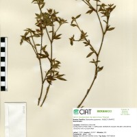 11063 herbarium