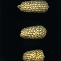 CIMMYTMA 27779 GUAT 1368 TC22U-2903-90 E1.jpg