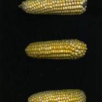 CIMMYTMA 8905 ECUA 881 TC24U-2903-248 E.jpg