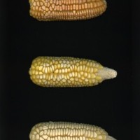 CIMMYTMA 17 MICH 155 PV22A-1903-114 E0330 _compress.jpg