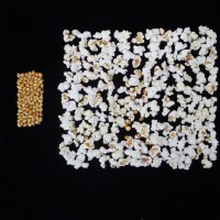 Popped and not popped comparison.JPG