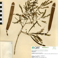 7964 herbarium