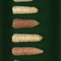 CIMMYTMA 8398 BRAZ 1667 AF23A-0903-235 C.jpg