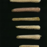 CIMMYTMA 1384 MEXI 102 TC24U-2903-85 C.jpg