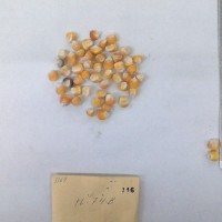 CIMMYTMA 116 - Reference Inventory.jpg