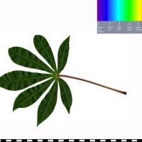 BRA1169 leaf