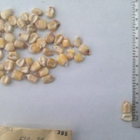 CIMMYTMA 395 - Reference Inventory.jpg