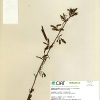 8800 herbarium
