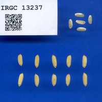 IRGC 13237 Seed Photo