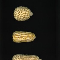 CIMMYTMA 27103 HIDA 114 TC20U 2903 173 E0130 _compress.jpg