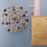 CIMMYTMA 7665 - Reference inventory.jpg