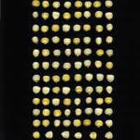 CIMMYTMA 25656 ARZM 14 036 AF18A-0903-88 K.jpg