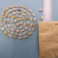 CIMMYTMA 8461 - Reference inventory.jpg