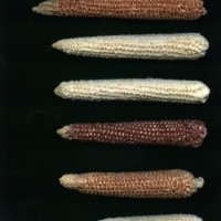 CIMMYTMA 24628 OAXA 514 BA22U-2903-39 C.jpg