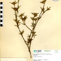 61 herbarium