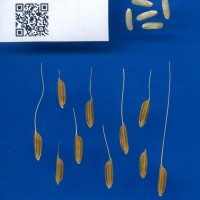 IRGC 68711 Seed Photo