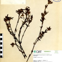 75 herbarium