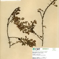 3445 herbarium