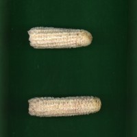 CIMMYTMA 5657 CUBA 67 AF17A-0903-114 C1.jpg