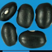 G16281 seed.jpg