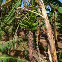 6.4.6 - Bunch position