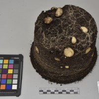 CIP761031_OCH 11965_Tb.JPG