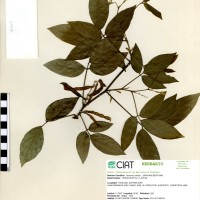 21156 herbarium