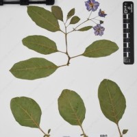 CIP 762519_OCH 11933_02.jpg