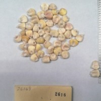 CIMMYTMA 2616 - Reference Inventory.jpg