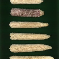 CIMMYTMA 1678 CUBA 76 AF21A 0903 43 C1150 _compress.jpg