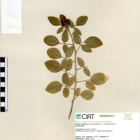 17423 herbarium