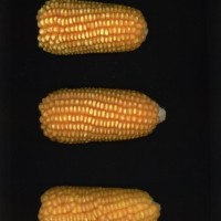 CIMMYTMA 2421 CUBA 159 AF21A 0903 63 E2730 _compress.jpg