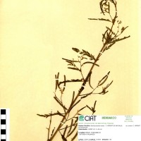 8245 herbarium