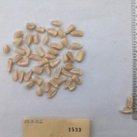 CIMMYTMA 1533 - Reference Inventory.jpg