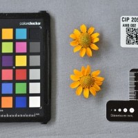 CIP 205057 (flower).jpg