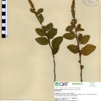 13697 herbarium