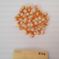 CIMMYTMA 4283 - Reference Inventory.jpg