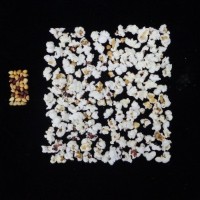 Popped and not popped comparison.jpg