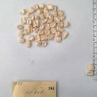 CIMMYTMA 160 - Reference Inventory.jpg