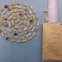 CIMMYTMA 7651 - Reference inventory.jpg